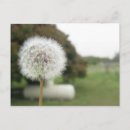 Search for stems postcards White