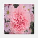 Recherche de oeillets magnets Rose
