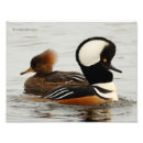 Search for merganser posters Birds