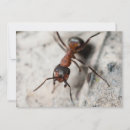 Recherche de fourmis cartes postales Macro