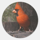 Search for red cardinal stickers Birds