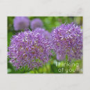 Recherche de allium Jardin