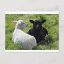 Recherche de agneau blanc cartes postales Noir et blanc