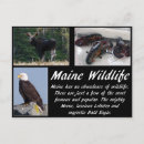 Recherche de aigle de mer Raptor