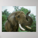Recherche de africain autres Nature
