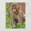Search for rhesus India