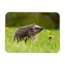 Recherche de hérisson magnets Mignon