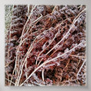 Search for fern leaves posters Nature