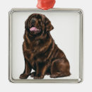 Search for large ornaments Dog
