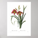 Search for hemerocallis posters Botany