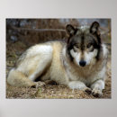 Recherche de regard de loup posters Loups