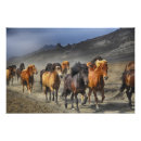 Recherche de troupeau de chevaux sauvages posters Nature