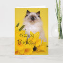 Search for ragdoll kitten cards Fluffy