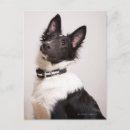 Search for shetland sheepdog postcards Animal