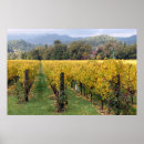 Search for grapevines posters Napa valley
