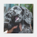 Recherche de cocker américain Épagneul