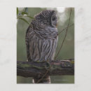 Search for feathering postcards Outdoors