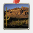 Search for arid ornaments Landscape