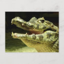 Search for crocodiles postcards Smile