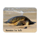Recherche de tortue mer magnets Hawaii