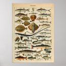 Search for marine biology posters Vintage