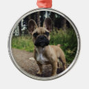 Search for french bulldog decor Cute dog