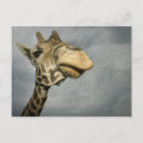 Search for giraffe postcards Neck