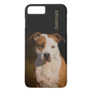 Search for american staffordshire terrier Amstaff