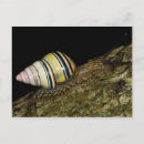 Recherche de fancy cartes postales Fantaisie