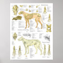 Search for veterinary art Canine