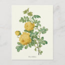 Search for vintage botanical print postcards Flowers