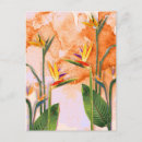 Search for birds and blooms postcards Flower