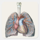 Search for lung anatomy stickers Lungs