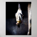 Search for hang out posters Animal