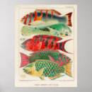 Search for two fish posters Illustration