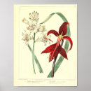 Recherche de orchidée posters Imprimer