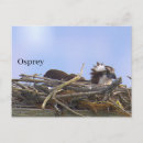 Recherche de aigle de mer cartes postales Balbuzard