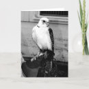 Search for falconry cards Bird of prey