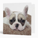 Search for puppy binders Pets