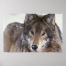Recherche de wolf posters Faune