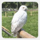 Search for snowy owls stickers Animal