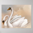 Search for swan bird posters Wall