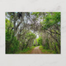 Recherche de pistes cartes postales Arbre