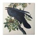 Recherche de john carreaux Oiseaux d'amérique