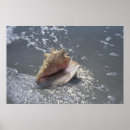 Search for florida seashells posters Sand