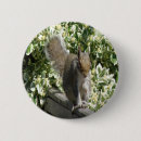 Search for squirrel picture buttons Rodent