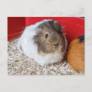 Recherche de cage cartes postales Animal