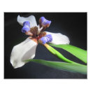 Search for iris posters Lavender