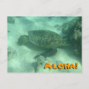 Search for hawaii turtle postcards Oahu