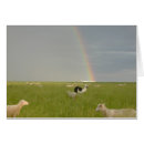 Search for two sheep postcards Pasture